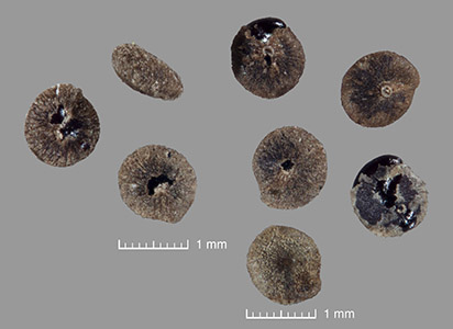 Seeds of UCR 113098